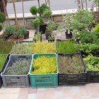 Drugi dzień obchodów Dni Ziemi Frysztackiej 2011