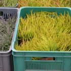 Drugi dzień obchodów Dni Ziemi Frysztackiej 2011