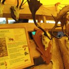 Dożynki Malinowe Połomia 2011