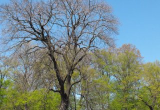 Piękne drzewo Wiśniowa