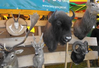 Dożynki 2011 w Strzyżowie