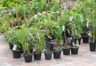 Drugi dzień obchodów Dni Ziemi Frysztackiej 2011