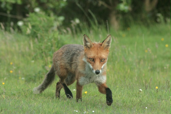 lisy szczepienia lisy szczepienia