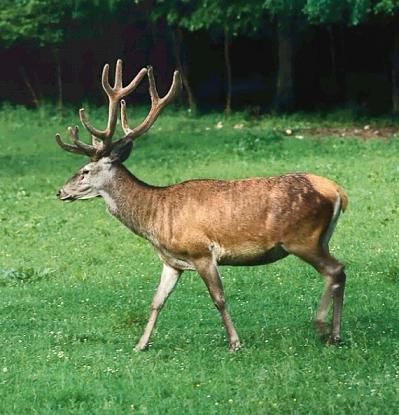 Zderzenie BMW z jeleniem Zderzenie BMW z jeleniem